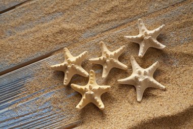 Starfishes kum ve plakalar