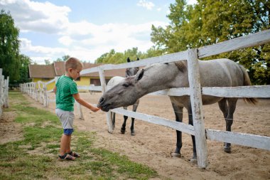 Küçük bir çocuk güzel bir yaz gününde çiftlikte at besliyor..