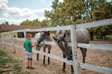 Çocuk atı besliyor. Güzel bir yaz gününde bir çiftlikte çocuk besleyen bir hayvan. Dışarıda eğlenen çocuklar..