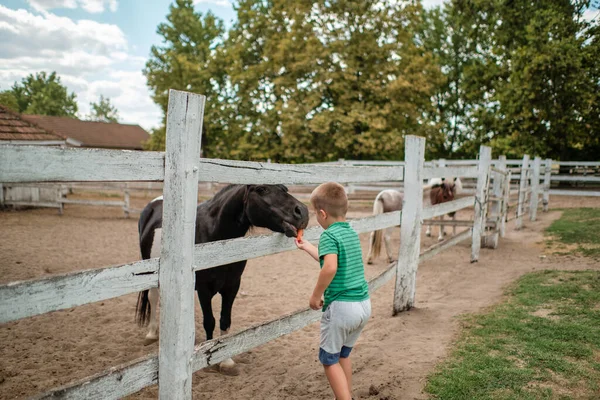 在一个美丽的夏日 一个小男孩在农场喂马 免版税图库照片