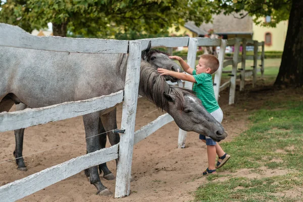 Ung Dreng Petting Hest Landet Stock-billede