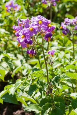 Blooming potato bush on a sunny day