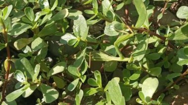 Dua eden peygamber devesi yeşil çimlerde yürür