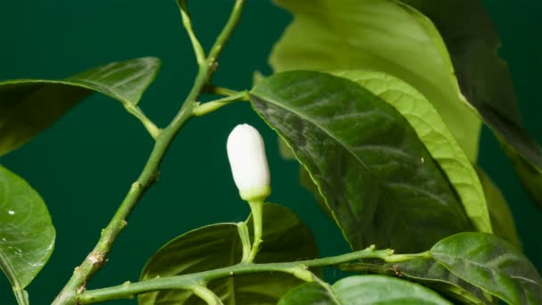Blooming Lemon Tree Timelapse Video By C Igor D Stock Footage 60611693
