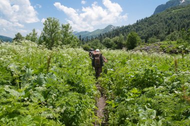 Bir patika arka planı yeşil çalıların arasında turistler devam