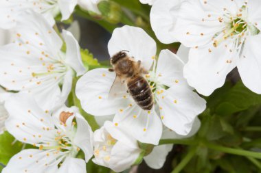 Arı nektarı kiraz çiçekleri üzerinde toplar..