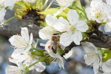 Arı nektarı kiraz çiçekleri üzerinde toplar..