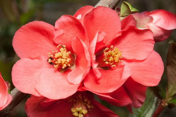 Blossoming Japanese quince  (Chaenomeles) — Stock Photo, Image