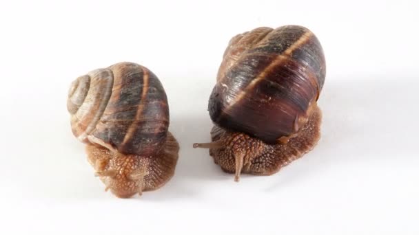 Deux escargots sont sur fond blanc — Video