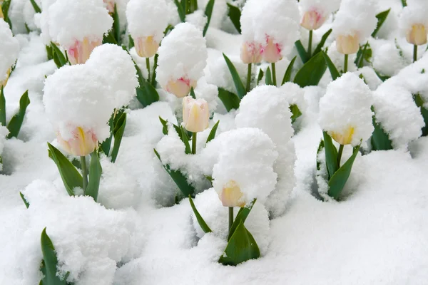 郁金香是在雪中 — 图库照片