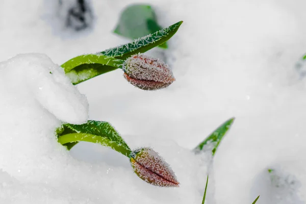 Två röda tulpaner är under snö — Stockfoto