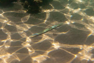 Bluespotted cornetfish olan denizin altına