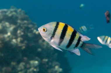 Red Sea'deki/daki su altında balık Hint-Pasifik Çavuş olduğunu