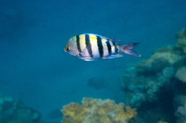 Red Sea'deki/daki su altında balık Hint-Pasifik Çavuş olduğunu