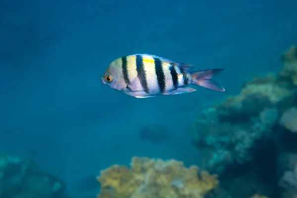 Fish Indo-pacific sergeant is under water in Red sea — Stock Photo, Image