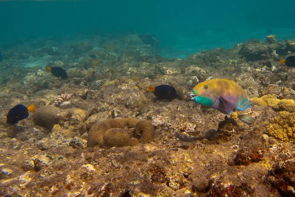 Heavybeak parrotfish and other fishes are underwater in Red sea — Stock Photo, Image