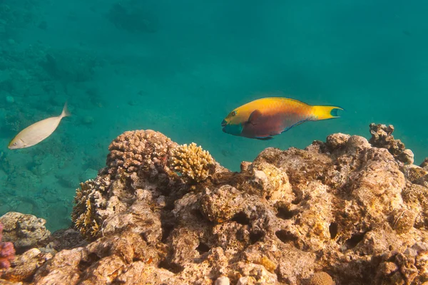 Heavybeak parrotfish is underwater in Red sea — Stock Photo, Image