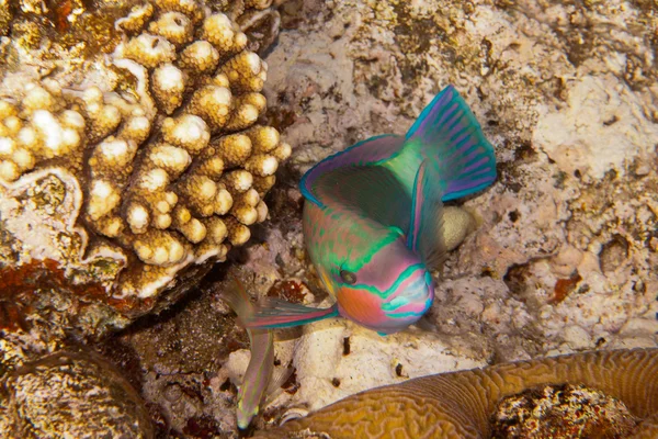 Pez loro de pico pesado está bajo el agua en el Mar Rojo — Foto de Stock