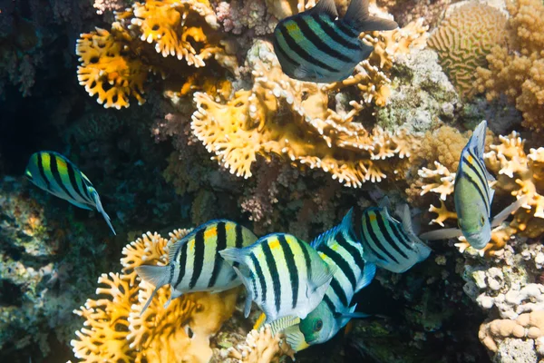 Flock of fishes Indo-pacific sergeant is underwater — Stock Photo, Image