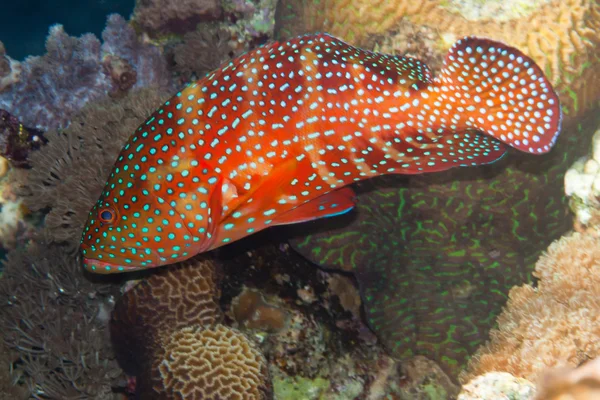 Coral detrás está bajo el agua en el mar Rojo — Foto de Stock