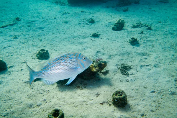 Император-рыба под водой — стоковое фото