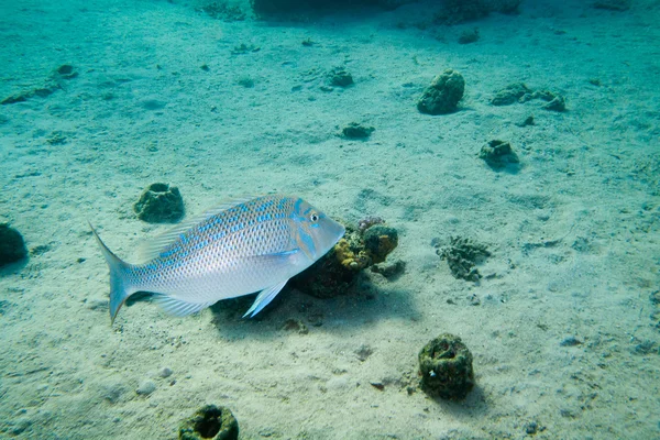 Peces Emperador manchado está bajo el agua — Foto de Stock