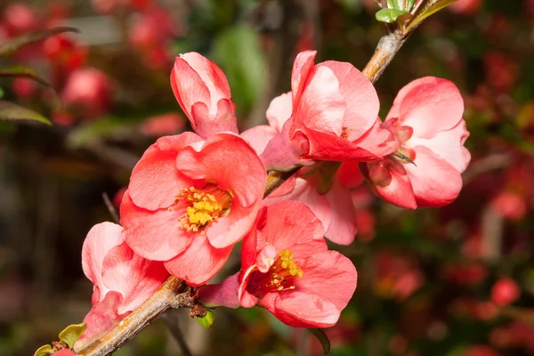 Membrillo japonés floreciente (Chaenomeles ) — Foto de Stock