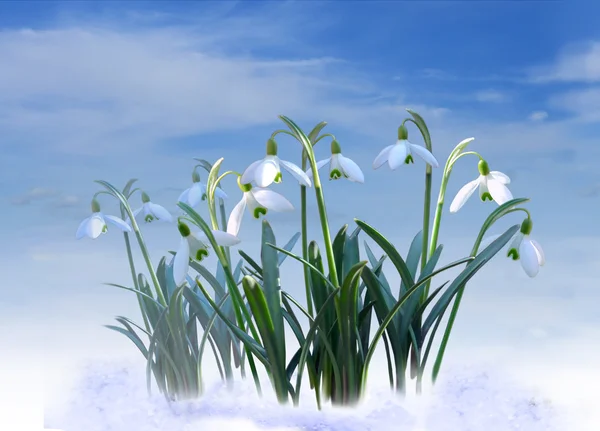 First spring flowers — Stock Photo, Image