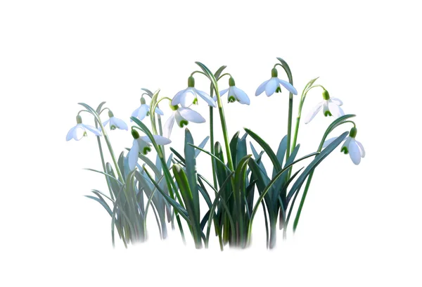 First spring flowers — Stock Photo, Image