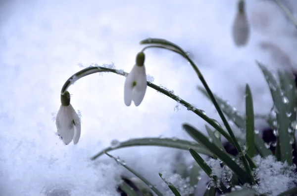 First spring flowers are in snow — Stock Photo, Image
