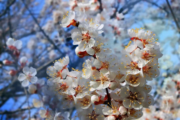 Branch of a blossoming apricot tree — Stock Photo, Image