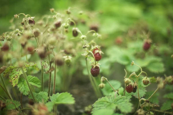 Bed Van Rijpe Aardbeien Close Stockfoto