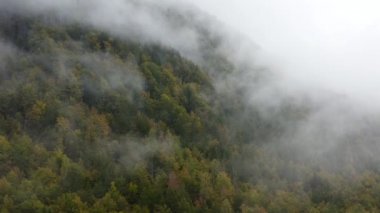 Sisli çam ormanlarının tepelerinde uçuyorlar. Soğuk bir sabahta gür ladin ormanından yükselen yoğun sisli bulutlar. Ürkütücü sis ve sis, sonbahar sabahının erken saatlerinde yeşil çam ormanını kaplıyor. Hava görüntüleri