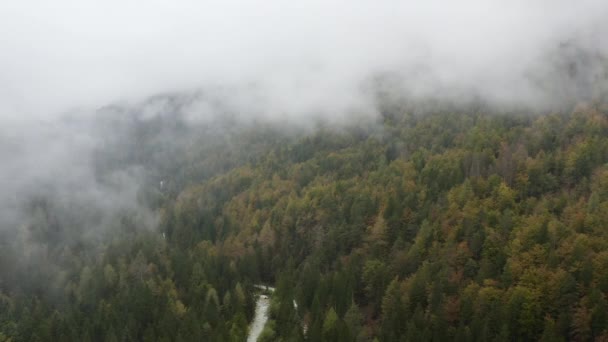 Über Nebligen Kiefernwäldern Fliegen Dicke Nebelschwaden Steigen Kalten Morgen Aus — Stockvideo