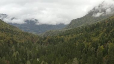 Sisli çam ormanlarının tepelerinde uçuyorlar. Soğuk bir sabahta gür ladin ormanından yükselen yoğun sisli bulutlar. Ürkütücü sis ve sis, sonbahar sabahının erken saatlerinde yeşil çam ormanını kaplıyor. Hava görüntüleri