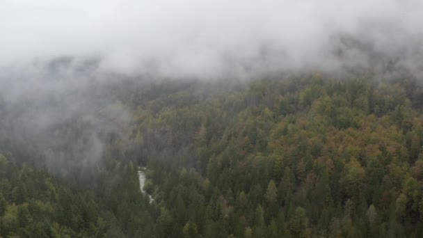 안개낀 소나무 있습니다 차가운 푸르른 가문비나무 숲에서 안개가 구름이 솟아오르고 — 비디오