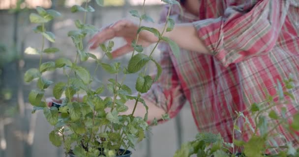 Vrouwen Handen Verfrissende Bladeren Moestuin — Stockvideo