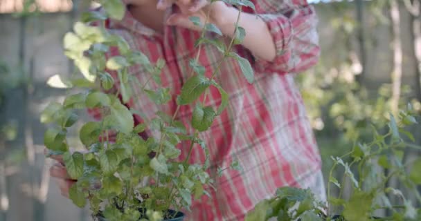 Kadın Elleri Sebze Bahçesinde Ferahlatıcı Yapraklar — Stok video