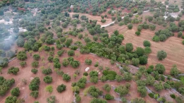 Aerial Drone Footage Gyönyörű Mezőgazdasági Ültetvények Mezőgazdasági Területek Olívafák — Stock videók