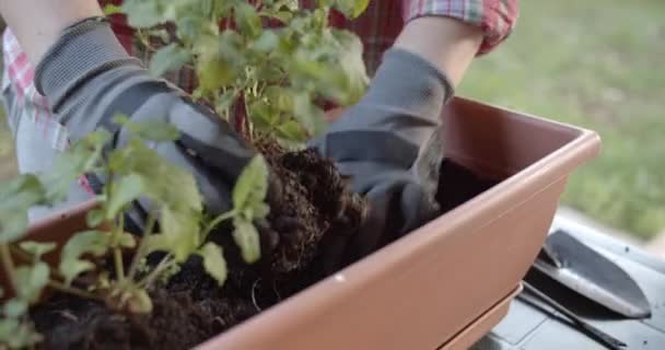 Women Hands Refreshing Leaves Vegetable Home Garden — Stock Video