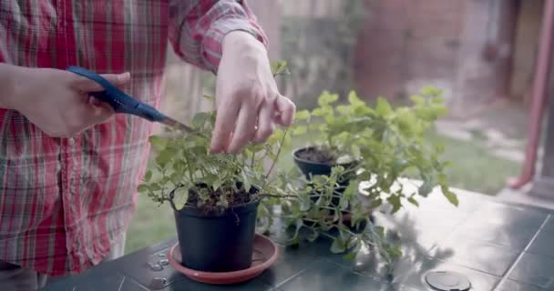 Vrouwen Handen Verfrissende Bladeren Moestuin — Stockvideo