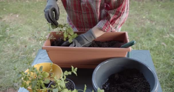 Женщины Руки Освежающие Листья Огороде — стоковое видео