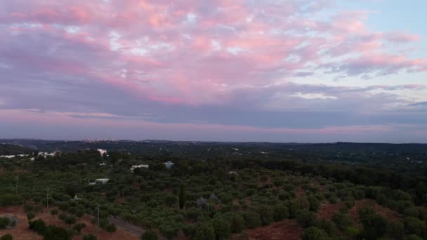 Filmagem Aérea Drones Belas Plantações Agrícolas Campos Agrícolas Azeitonas — Vídeo de Stock