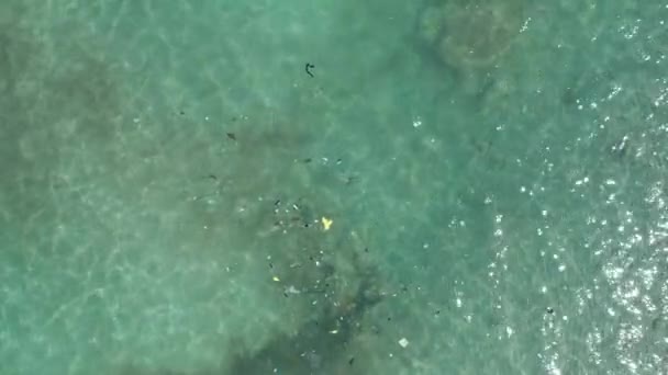Kirlenmiş Plajın Havadan Görünüşü Denizde Yüzen Plastik — Stok video