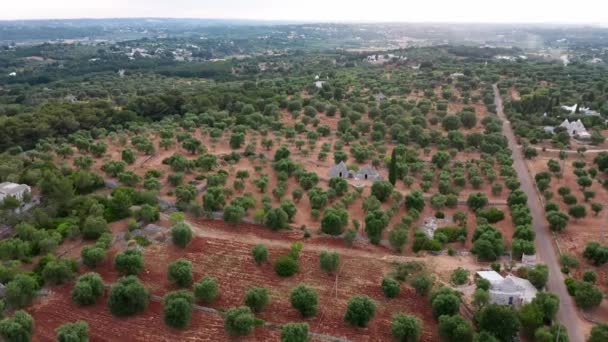 Filmación Aérea Del Dron Hermosas Plantaciones Agrícolas Campos Agrícolas Olivos — Vídeos de Stock