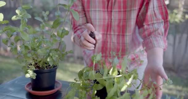 蔬菜园里的妇女清新的树叶 — 图库视频影像