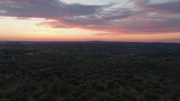 Filmagem Aérea Drones Belas Plantações Agrícolas Campos Agrícolas Azeitonas — Vídeo de Stock