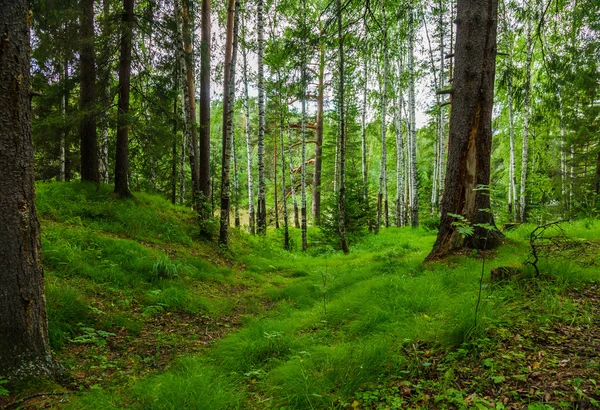 Зелений ліс — стокове фото