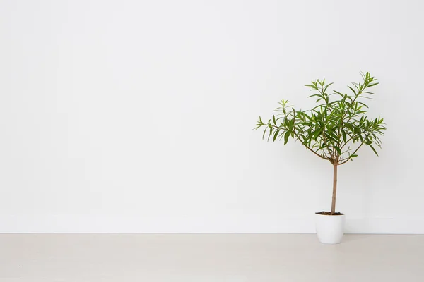 Bloem in een pot op een witte achtergrond. — Stockfoto