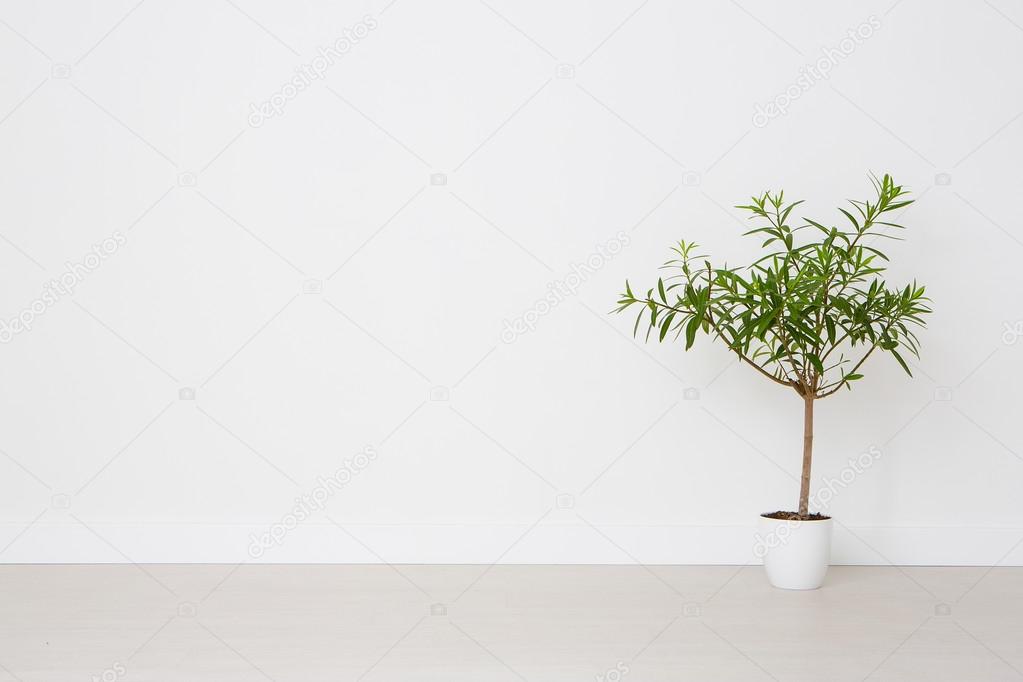 Flower in a pot on a white background. Stock Photo by ©REDPIXEL 79398180